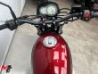 LEONCINO 500